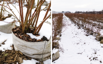 Ako pestovať čučoriedky v zime? Agronóm upozorňuje, na čo si treba dať pozor!